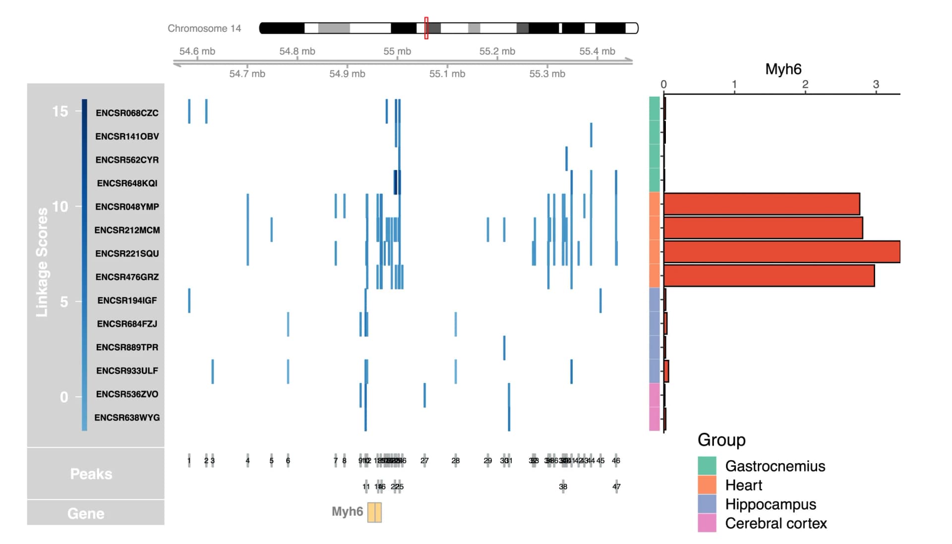 Open access visualization of Manhattan Plot, Bar Plot, CompassR Analysis, Myh6 Gene, Mouse Tissues