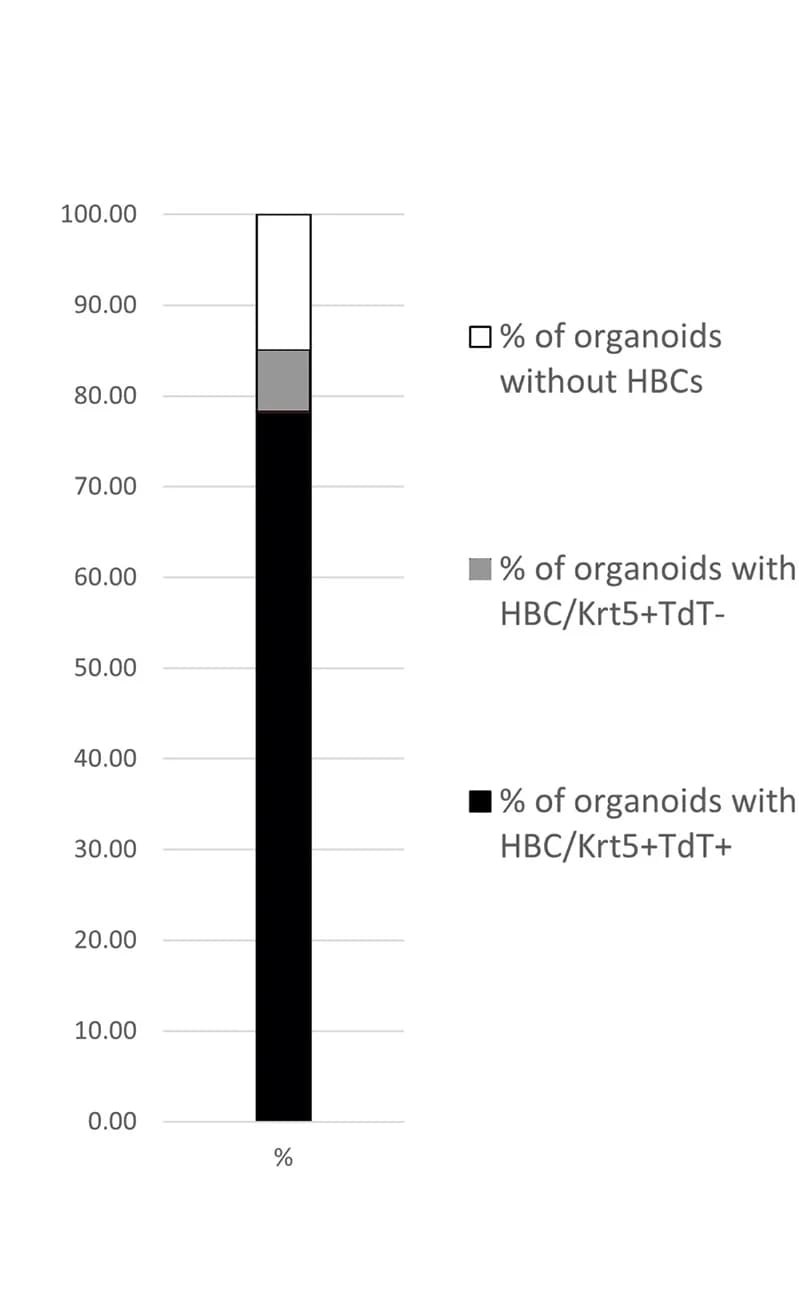 Open access visualization of Stacked Bar Plot, Organoids, HBCs, TdTomato, Quantification