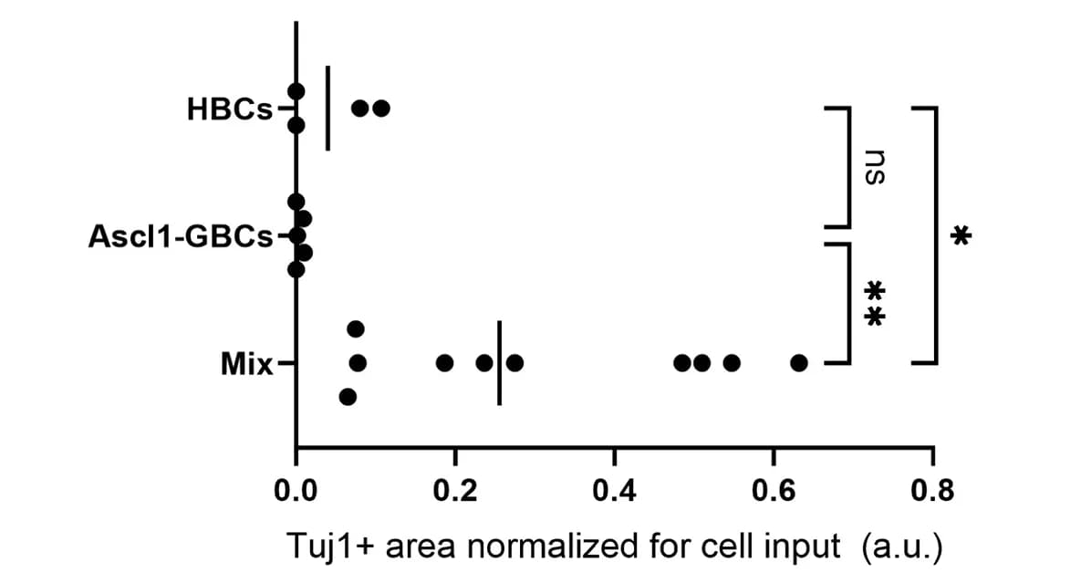 Open access visualization of Scatter Plot, Error Bars, Quantification, Tuj1+ area, HBCs