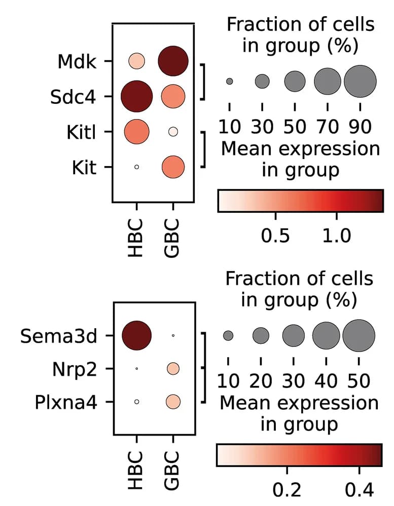 Open access visualization of Bubble Plot, Dotplot, HBCs, GBCs, Gene Expression