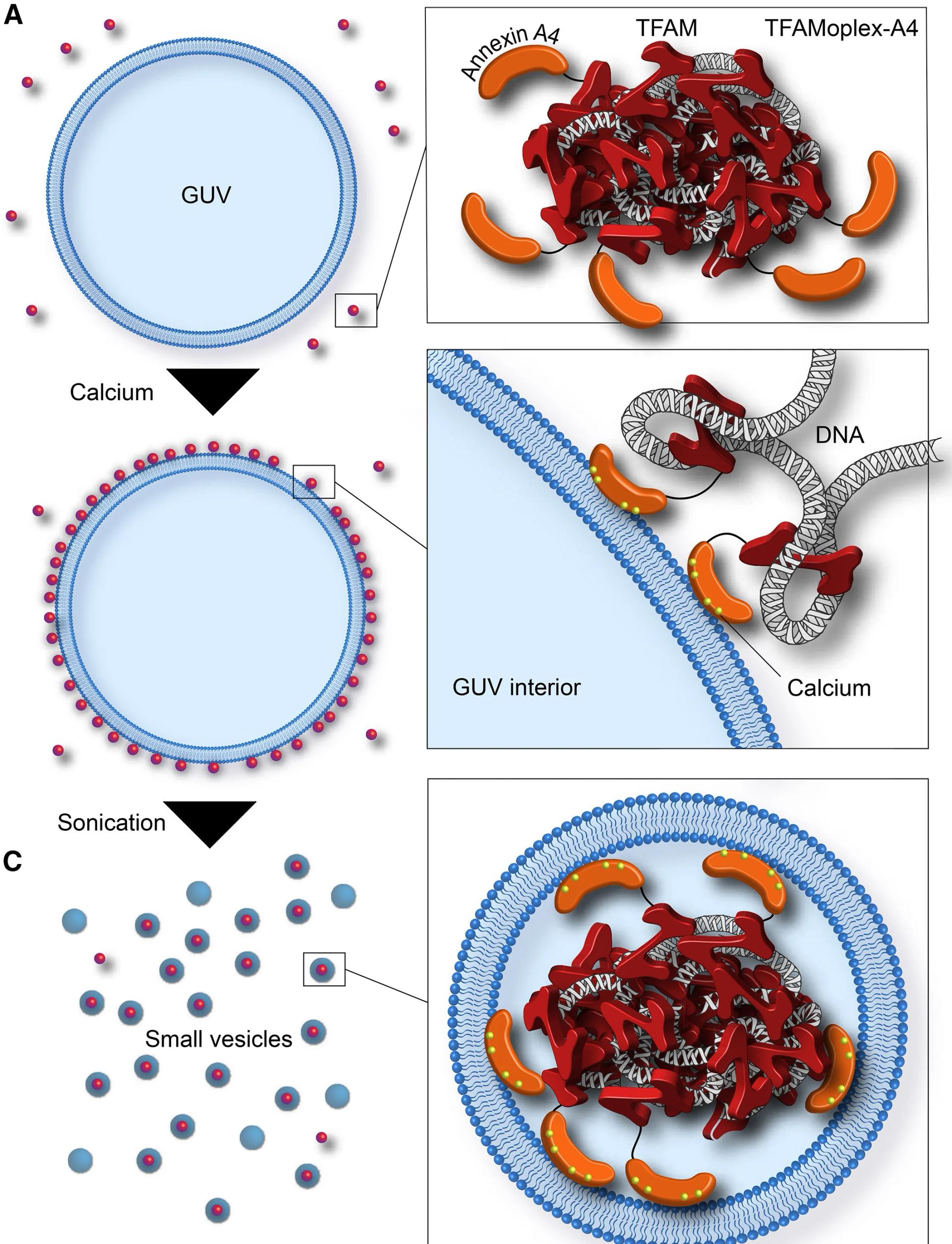 Open access visualization of Illustration, Workflow, Calcium, TFAMoplex-A4, Anionic GUV Membranes