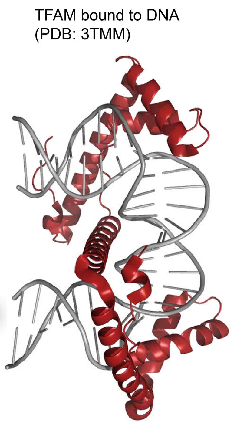 Open access visualization of Protein Structure, Chemical Structure, X-ray Structure, Human Wild-Type TFAM, DNA
