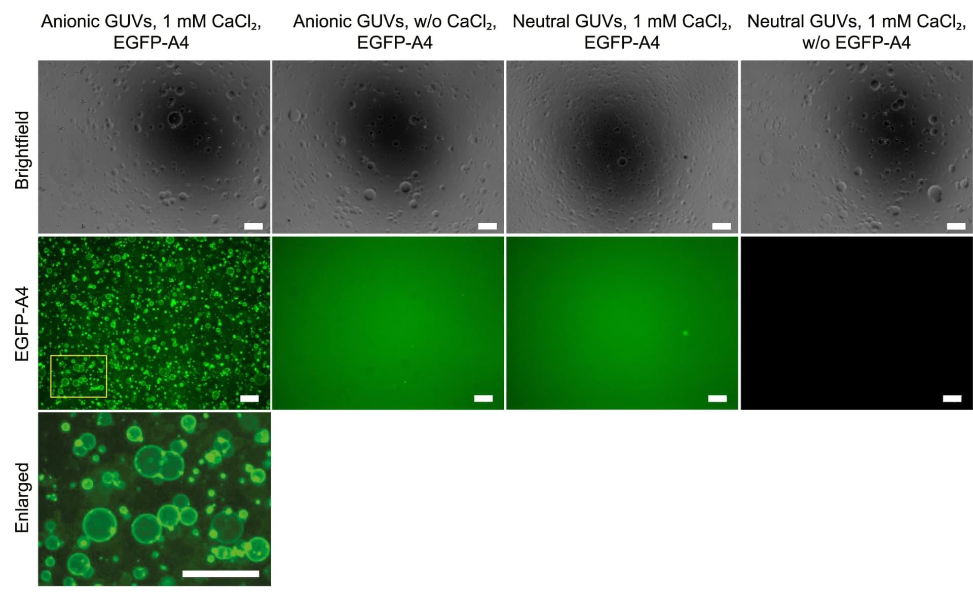 Open access visualization of Microscopy, Anionic GUVs, Neutral GUVs, EGFP-Annexin A4 T7D, Calcium Chloride