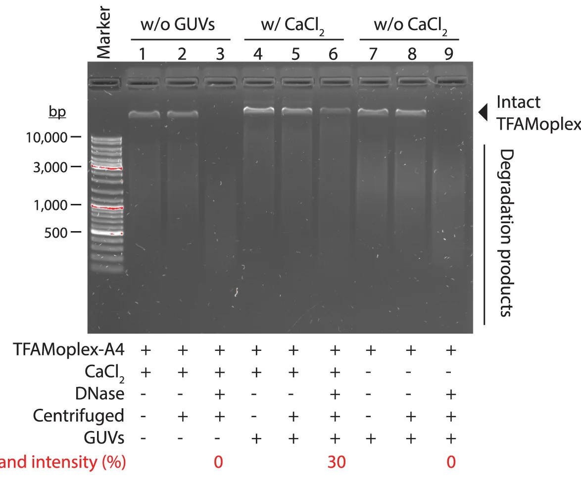 Open access visualization of Gel, DNase Protection, Encapsulated DNA, GUVs, Calcium