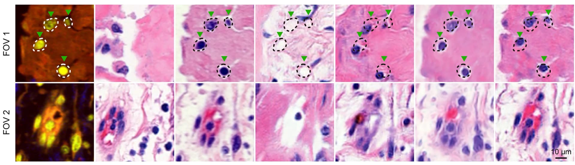 Open access visualization of Microscopy, Magnified Views, Samples