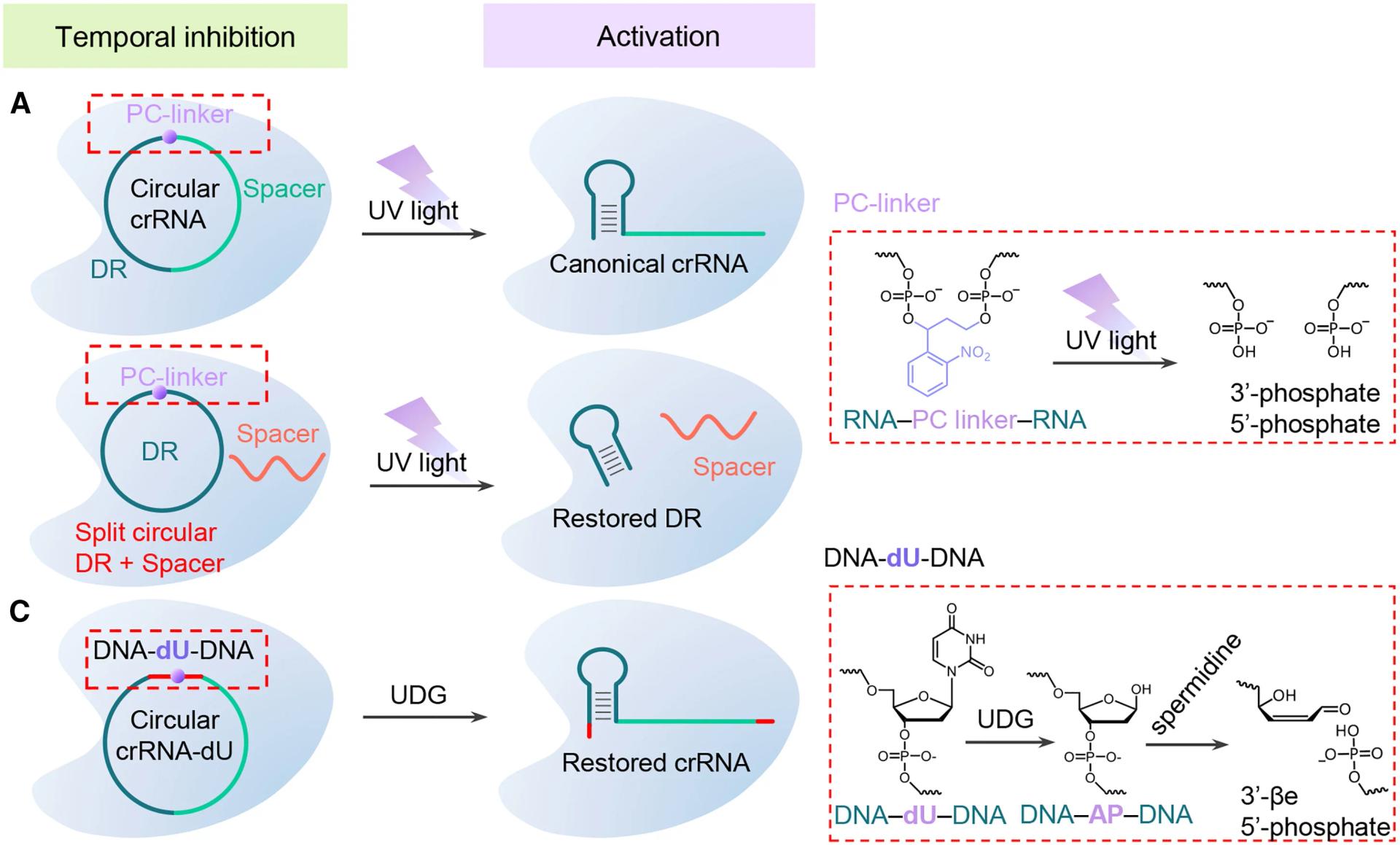Open access visualization of Workflow, Illustration, Chemical Structure, DR Region, PC Linker