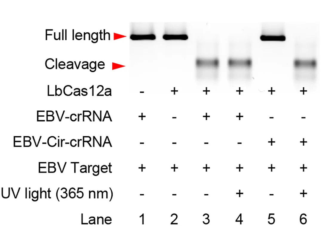Open access visualization of Gel, Agarose Gel Analysis, Circular crRNA, PC Linker, LbCas12a