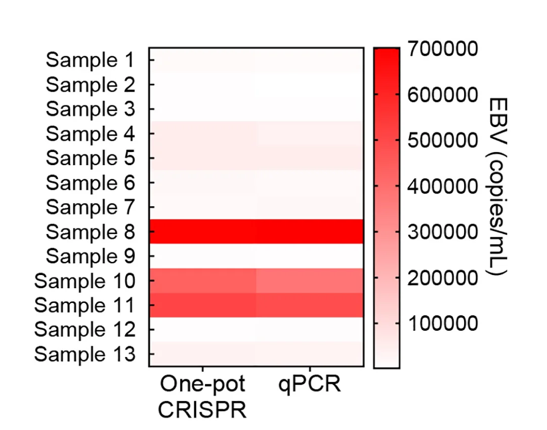 Open access visualization of Heatmap, Bar Chart, qPCR, Circular crRNA, Photocontrollable