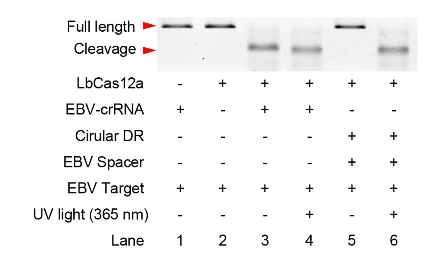 Open access visualization of Gel, Agarose Gel Analysis, Circular DR, Spacer, LbCas12a