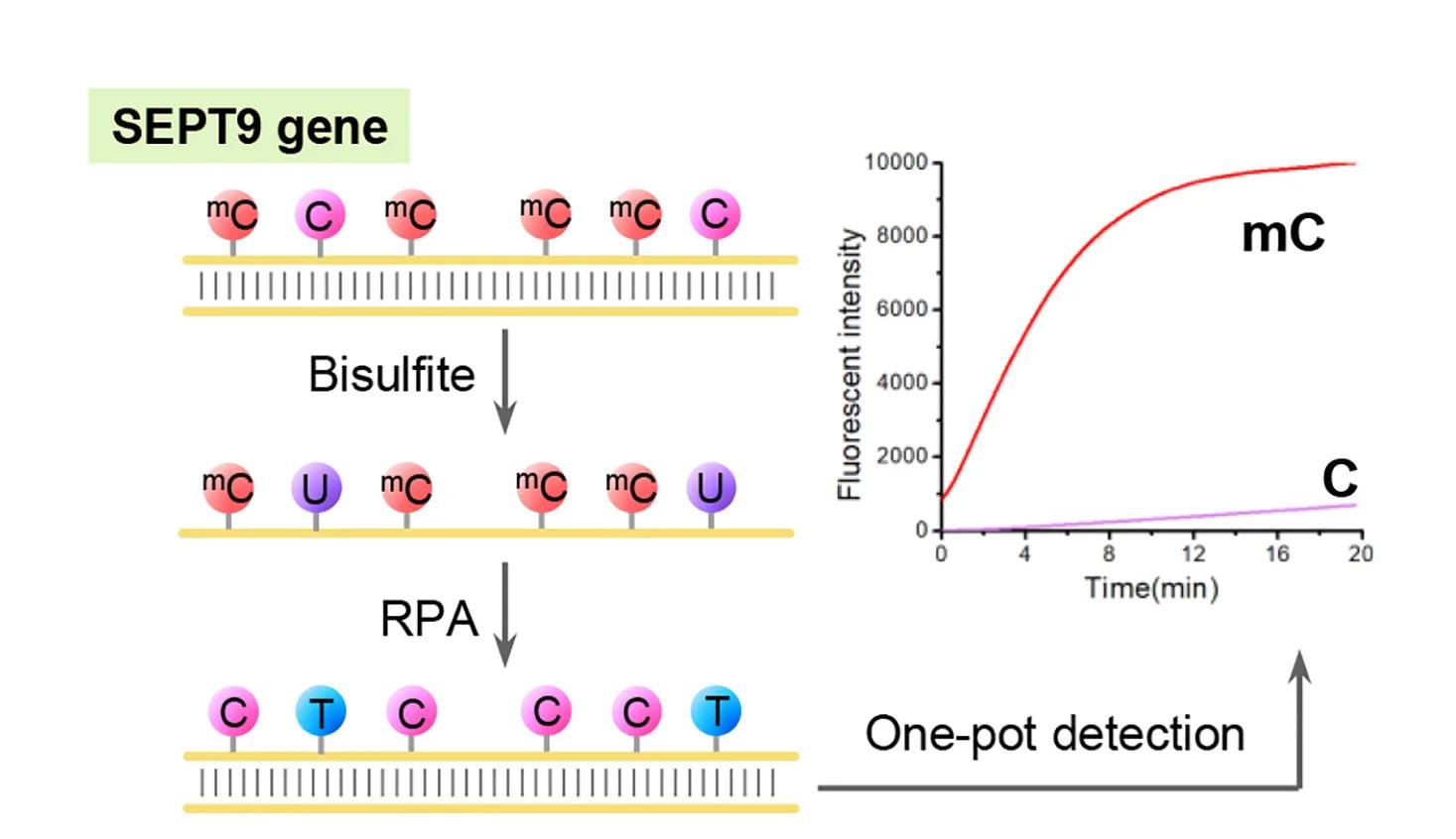 Open access visualization of Line Plot, Workflow, Illustration, CRISPR-Cas12a, Methylation Status