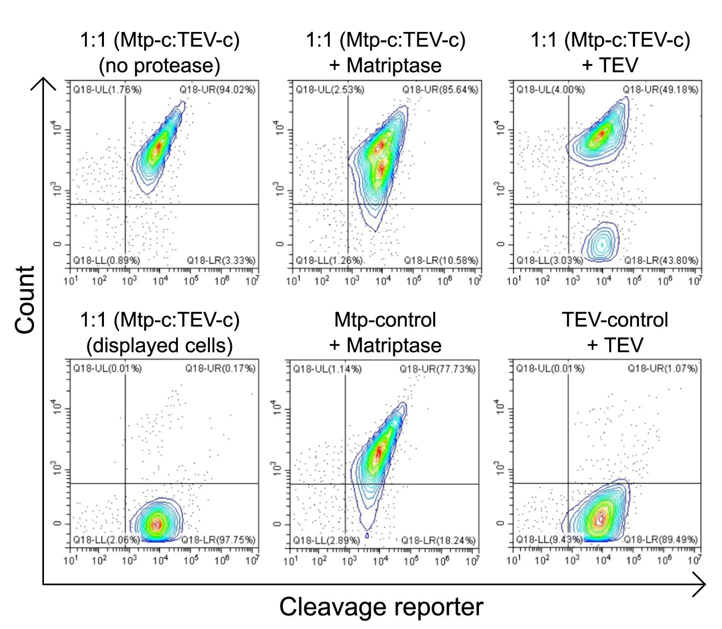Open access visualization of Scatter Plot, Flow Cytometry, Cleavage Reporter, TEV Substrate, Matriptase Substrate