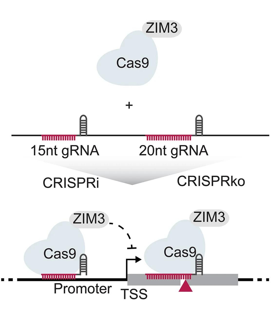 Open access visualization of Workflow, Illustration, CRISPRgenee, DNA DSB, ZIM3-Cas9