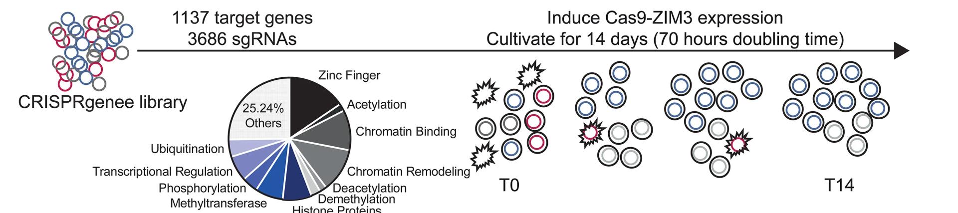 Open access visualization of Workflow, Pie Chart, Illustration, CRISPR Screen, sgRNAs