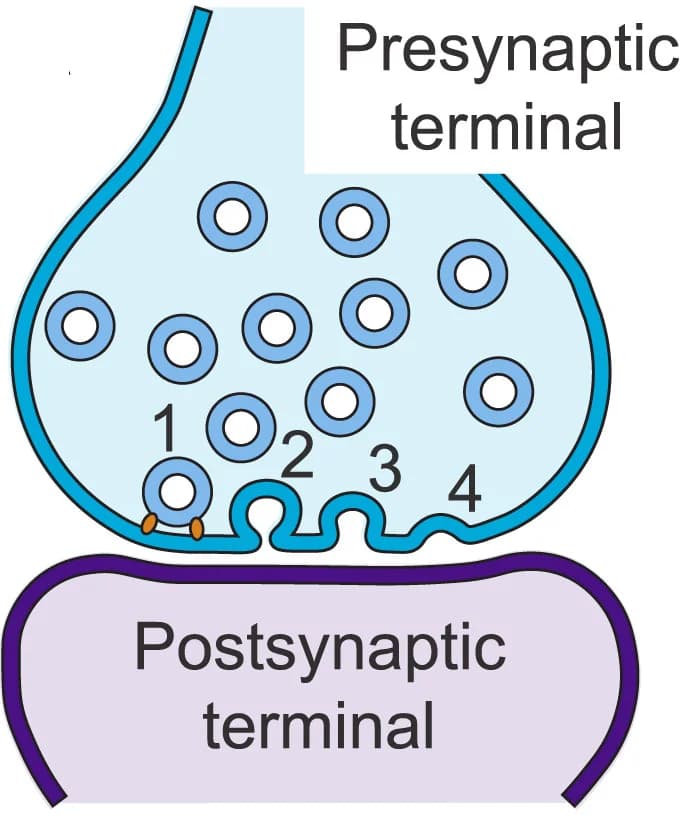 Open access visualization of Illustration, Synapse, Presynaptic Terminal, Membrane, Synaptic Vesicles