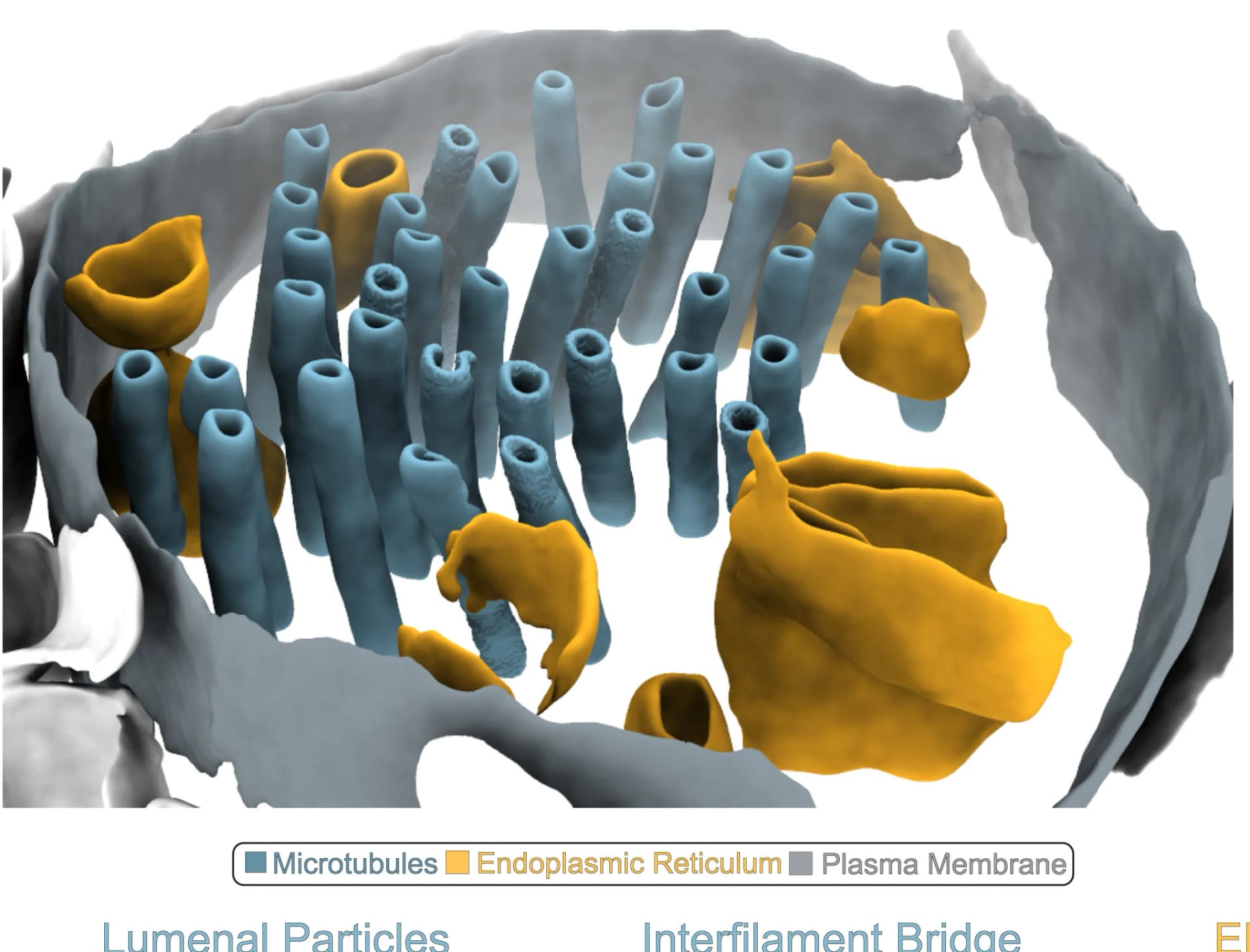 Open access visualization of 3D Plot, Tomogram, Dendrite, Microtubules, Endoplasmic Reticulum