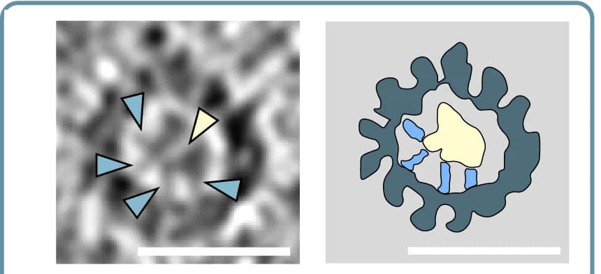 Open access visualization of Microscopy, Illustration, Lumenal Particles, Microtubules, Tethers