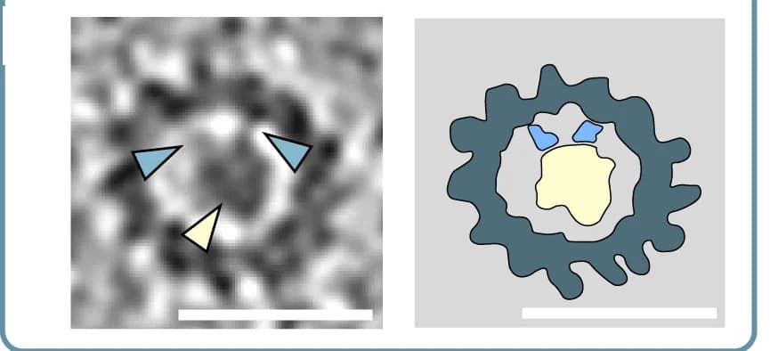 Open access visualization of Microscopy, Illustration, Lumenal Particles, Microtubules, Tethers