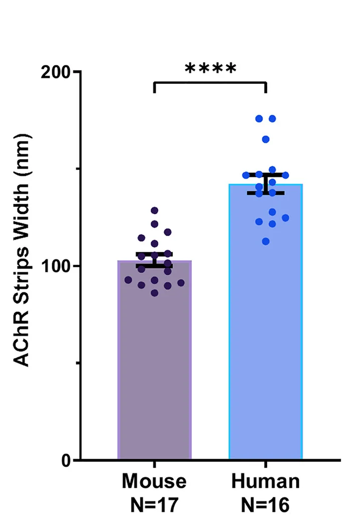 Open access visualization of Bar Plot, Error Bars, Scatter Plot, AChR Strip Width, Human NMJs