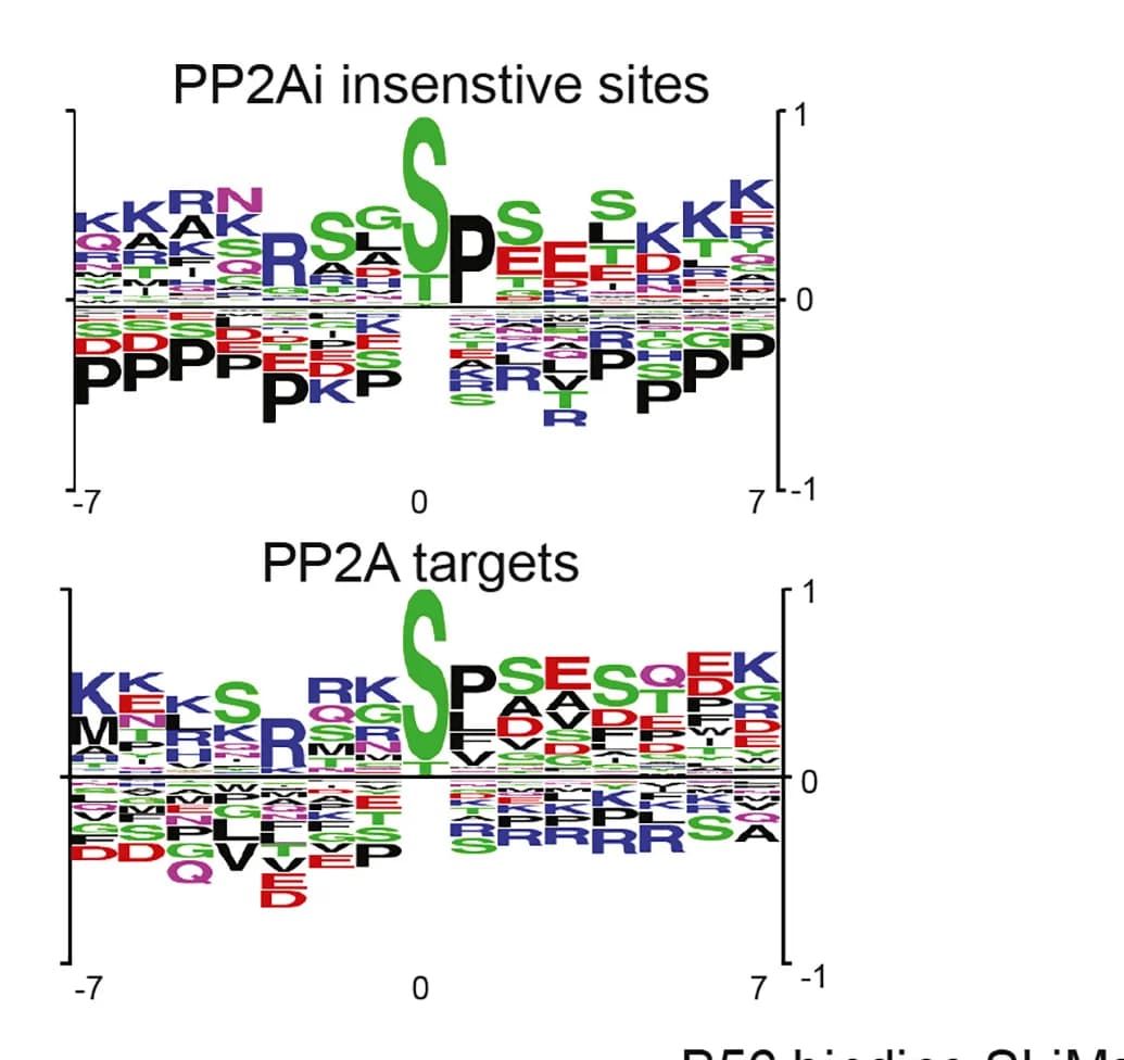 Open access visualization of Illustration, Motif Analyses, In Vivo, PP2A Target Sites
