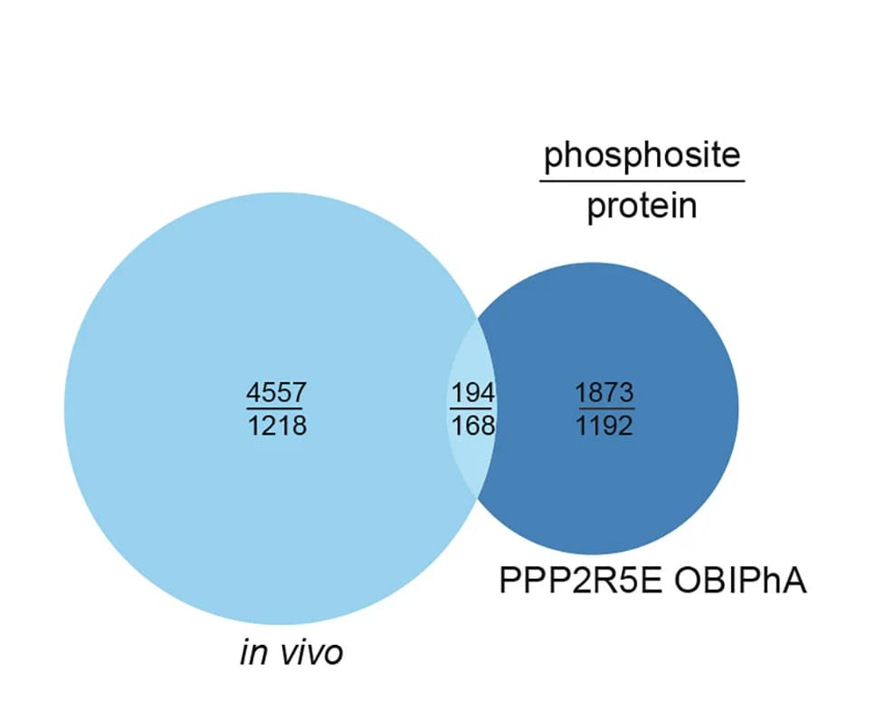Open access visualization of Venn Diagram, OBIPhA, In Vivo Analyses, Phosphosites, PPP2R5E-PP2A
