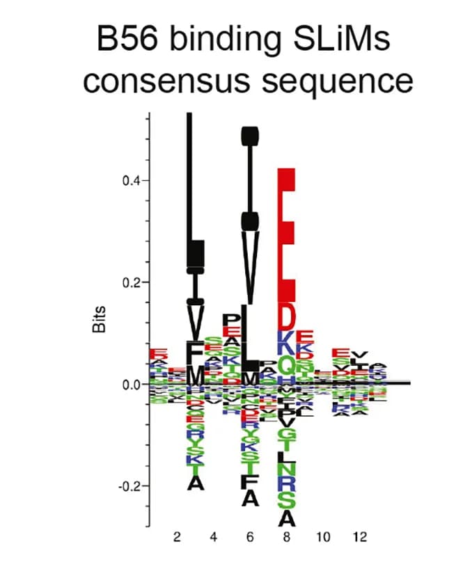 Open access visualization of Illustration, SLiMs, PPP2R5E/B56-PP2A, Targets