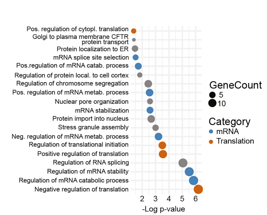 Open access visualization of Bubble Plot, GO Enrichment Analysis, STRING DB, Biological Processes, PPP2R5E-PP2A