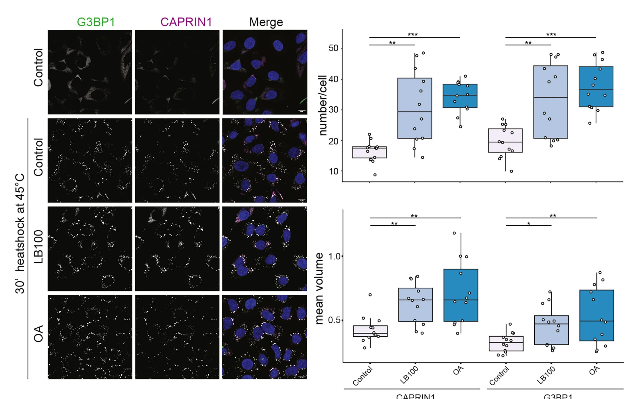 Open access visualization of Box Plot, Microscopy, Scatter Plot, IF, CAPRIN1