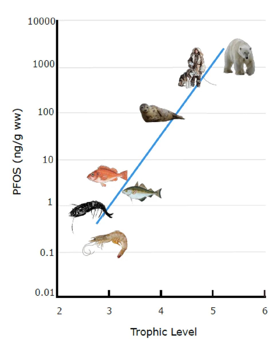 Open access visualization of Scatter Plot, Regression Plot, Trophic Transfer, PFAS, Perfluorooctane Sulfonate