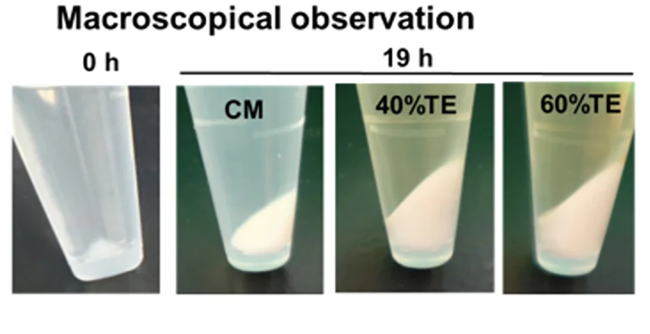 Open access visualization of Photo, B. Subtilis, Trichormus Extracts, Conventional Medium, Macroscopic Observation
