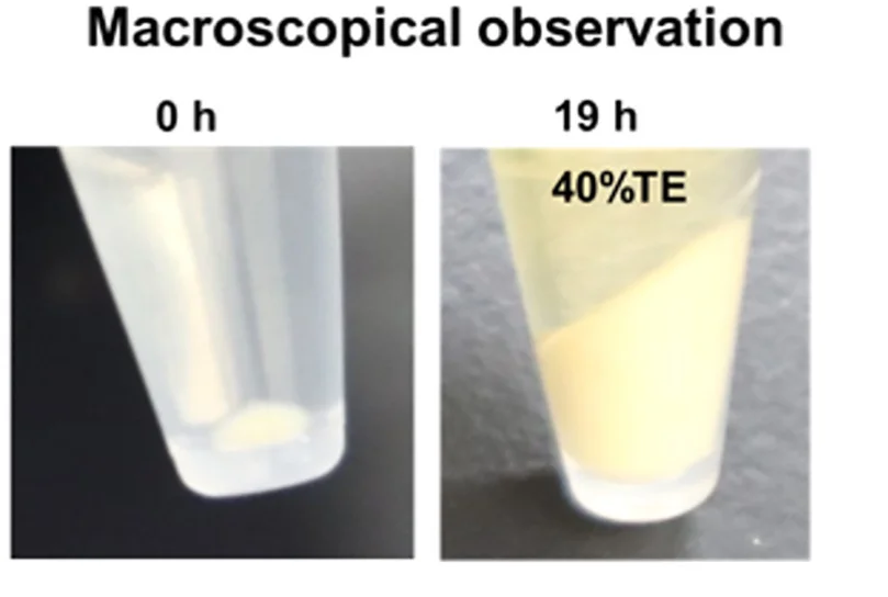 Open access visualization of Photo, C. Efficiens, Trichormus Extracts, Macroscopic Observation, Turbidity Analysis