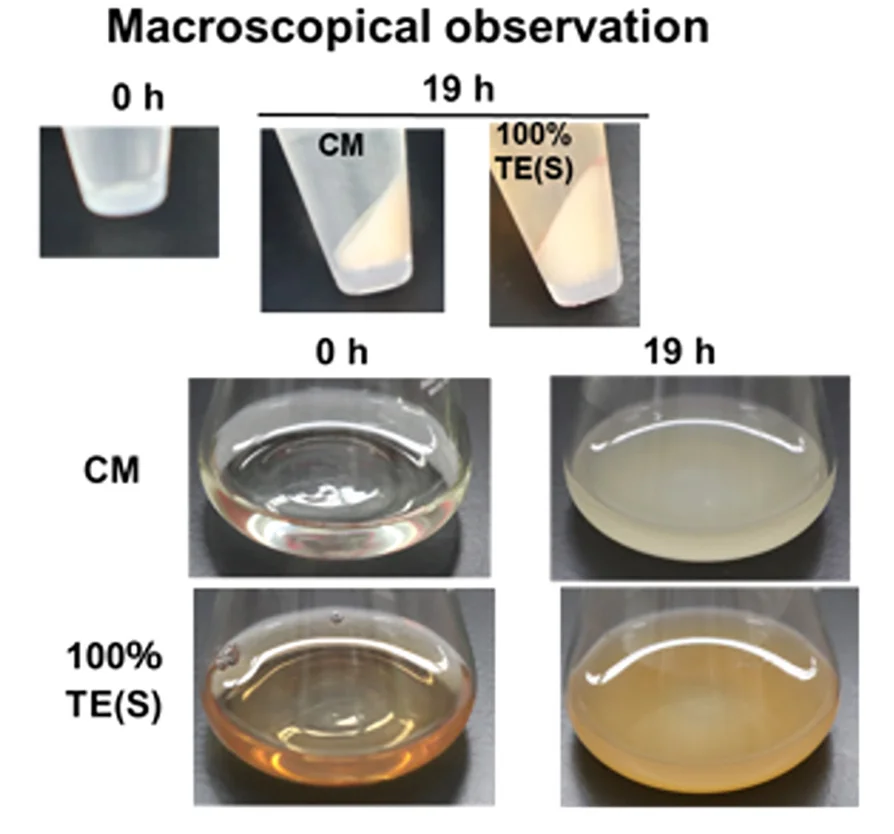 Open access visualization of Photo, B. Brevis, Trichormus Extracts, Conventional Medium, Macroscopic Observation