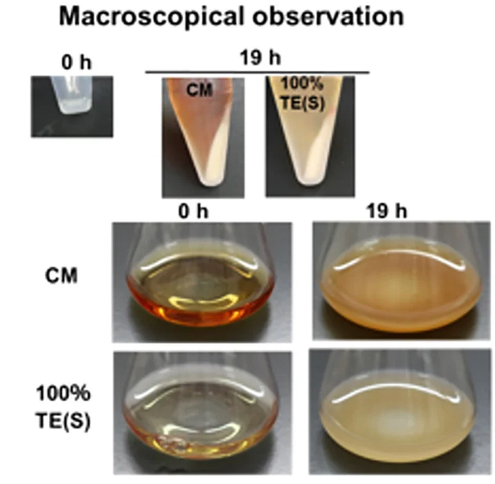 Open access visualization of Photo, Recombinant B. choshinensis, Trichormus Extracts, Shaking Method, Conventional Medium