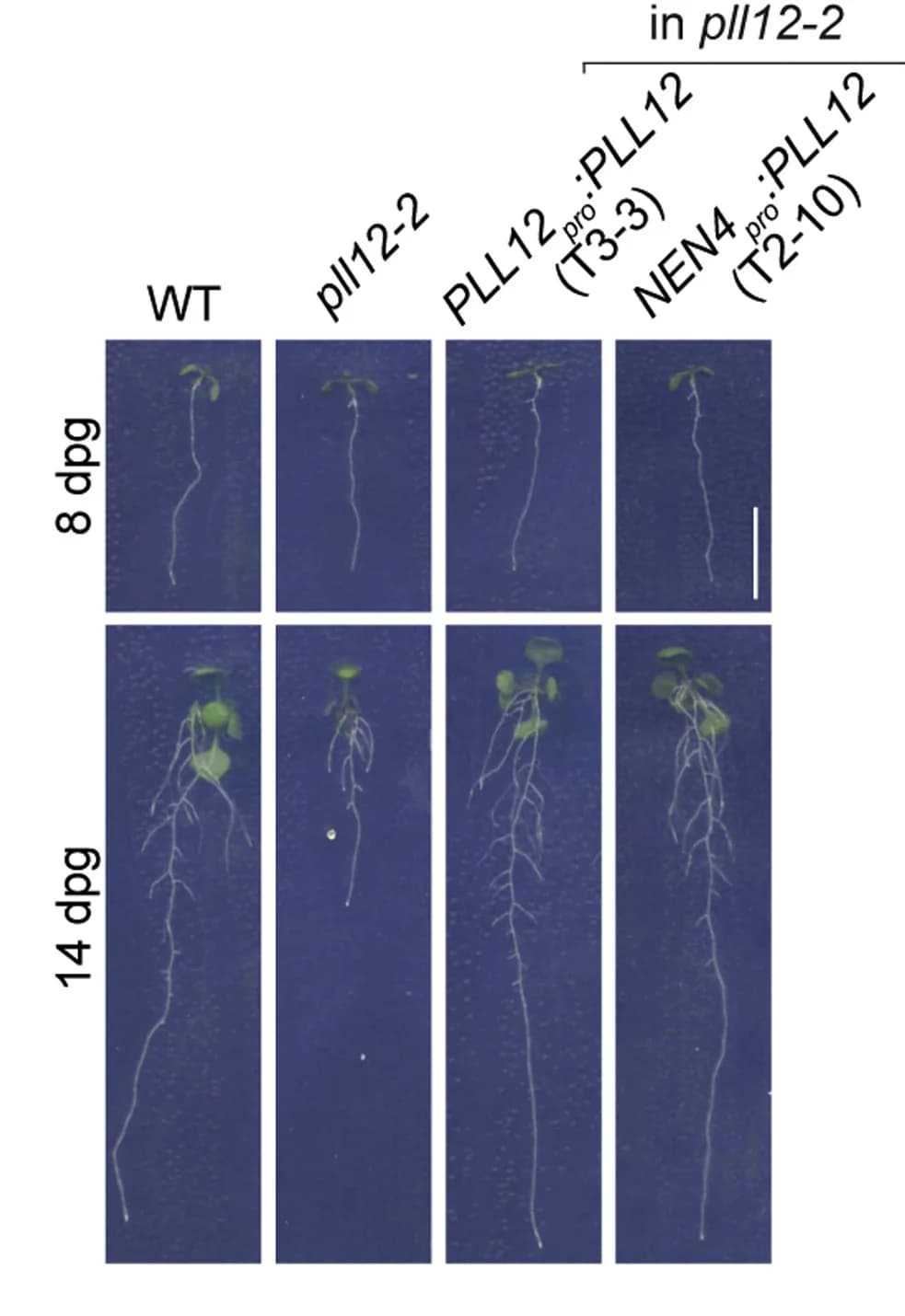 Open access visualization of Photo, Seedlings, Plant Growth, Plant Development