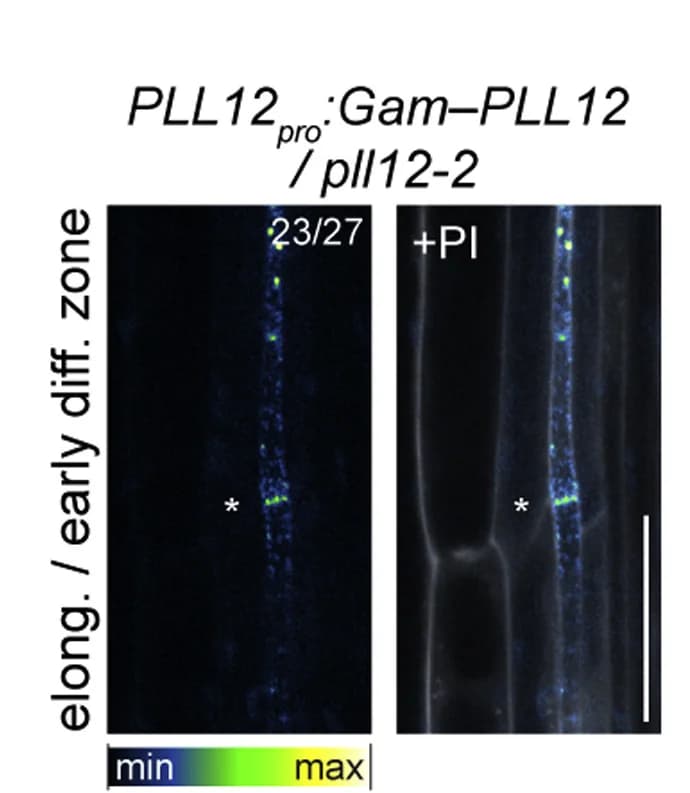 Open access visualization of Microscopy, Live Imaging, Roots, Cell Wall, Sieve Plate
