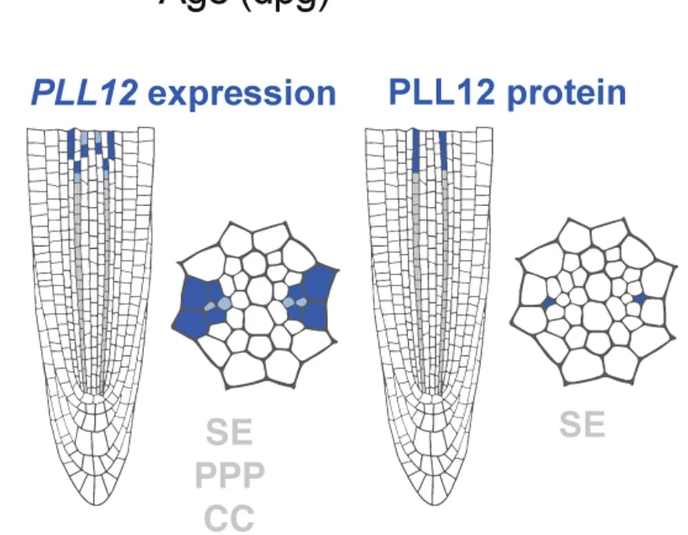Open access visualization of Illustration, Expression Domain, Protein, Roots