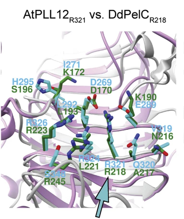 Open access visualization of Protein Structure, Structural Homology Model, PLL12, PelC, Dickeya dadantii