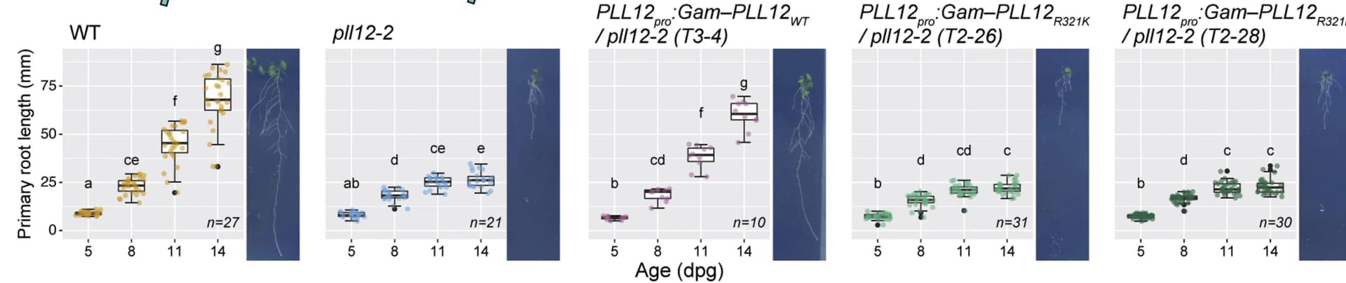 Open access visualization of Box Plot, Scatter Plot, Photo, Root Length, Seedlings