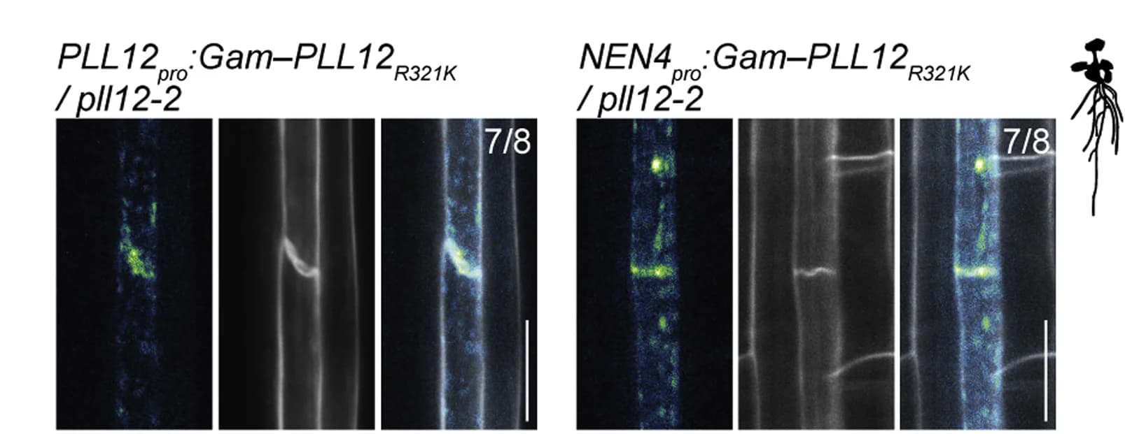 Open access visualization of Microscopy, Protein Localization, Sieve Plates, Roots, Gam-PLL12R321K