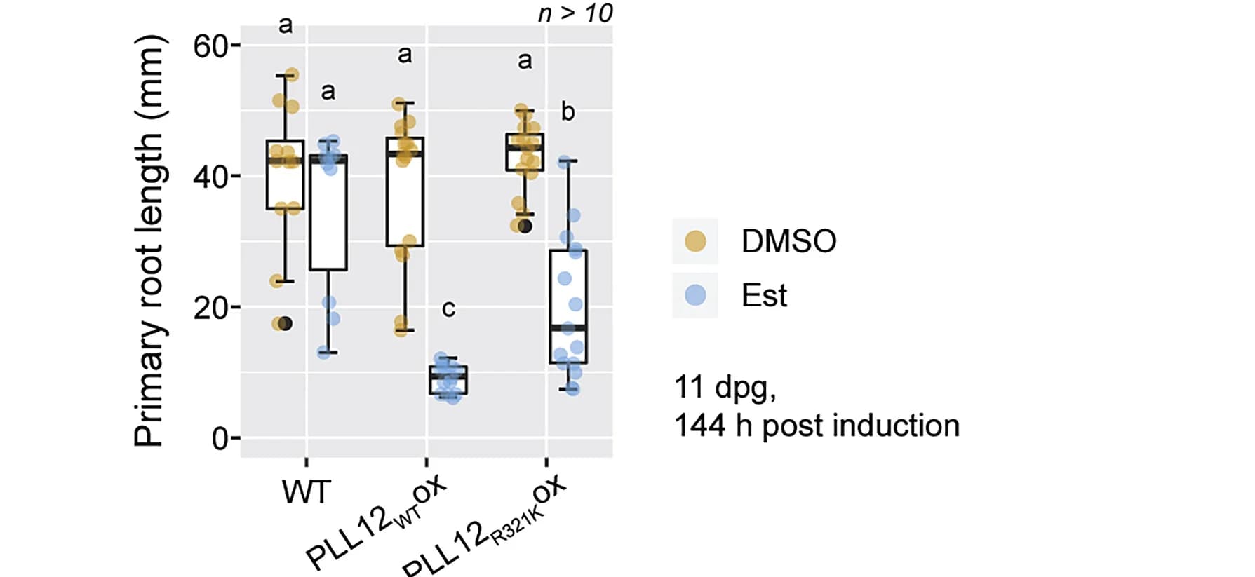 Open access visualization of Box Plot, Scatter Plot, Raincloud Plot, Primary Root Length, Plants