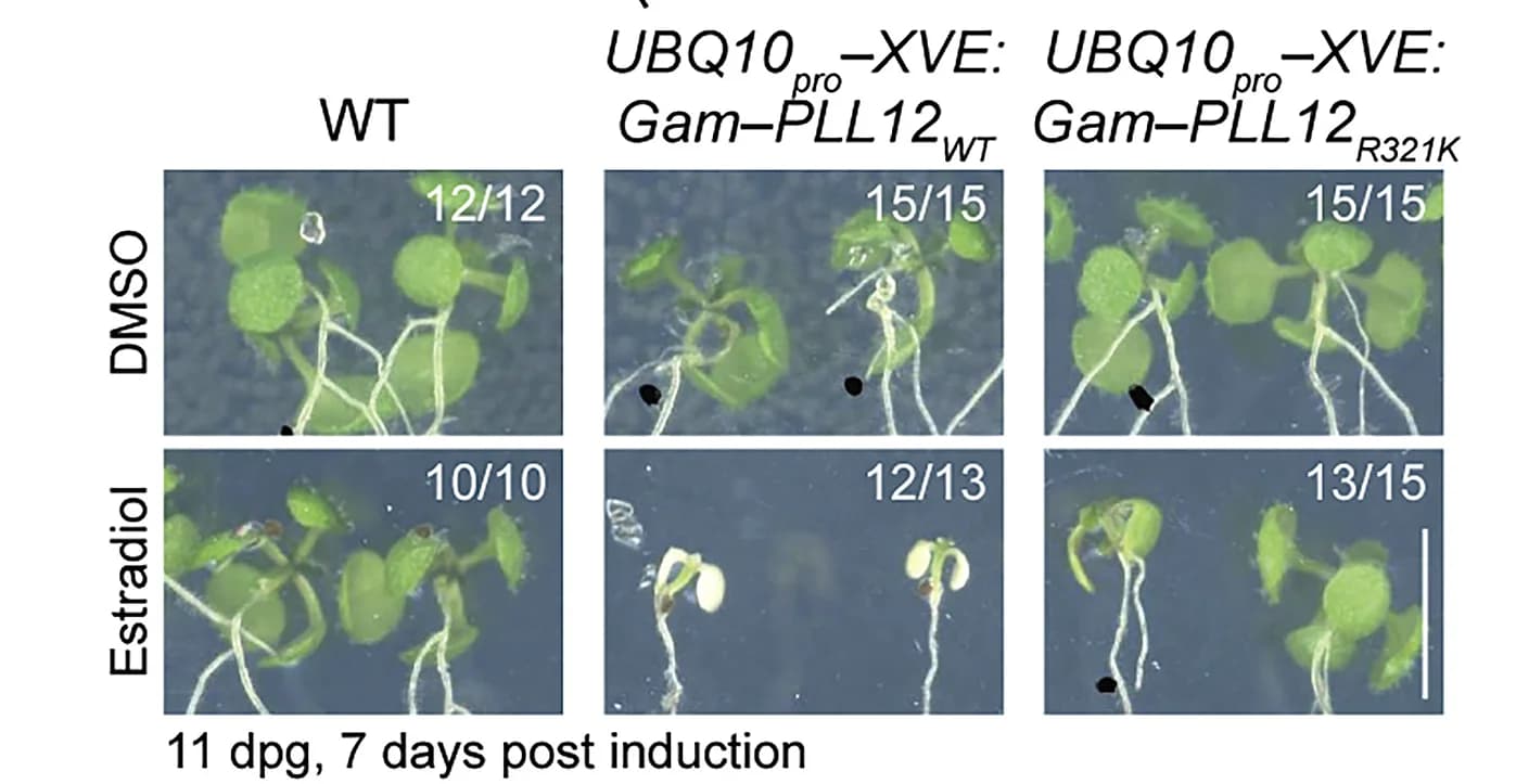 Open access visualization of Photo, Cotyledon Bleaching, Plants, Seedlings