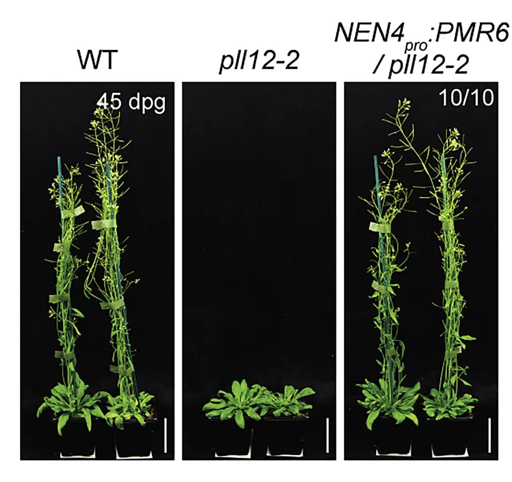 Open access visualization of Photo, Functional Complementation, Plants, Transgenic Lines, Phenotype