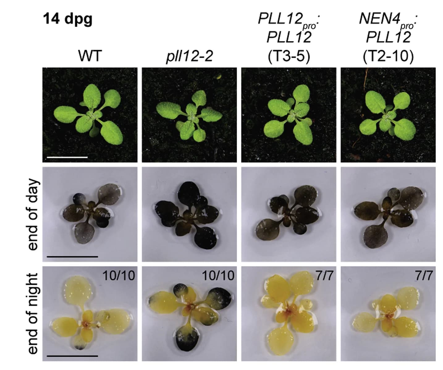 Open access visualization of Photo, Plants, Staining, Leaf Starch, Phenotype