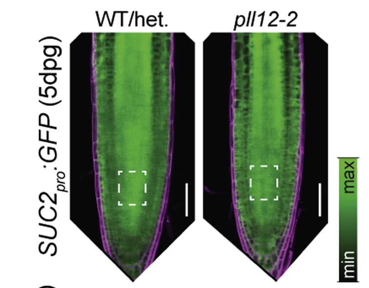 Open access visualization of Microscopy, Phloem Unloading, Symplastic Transport, Plants, GFP