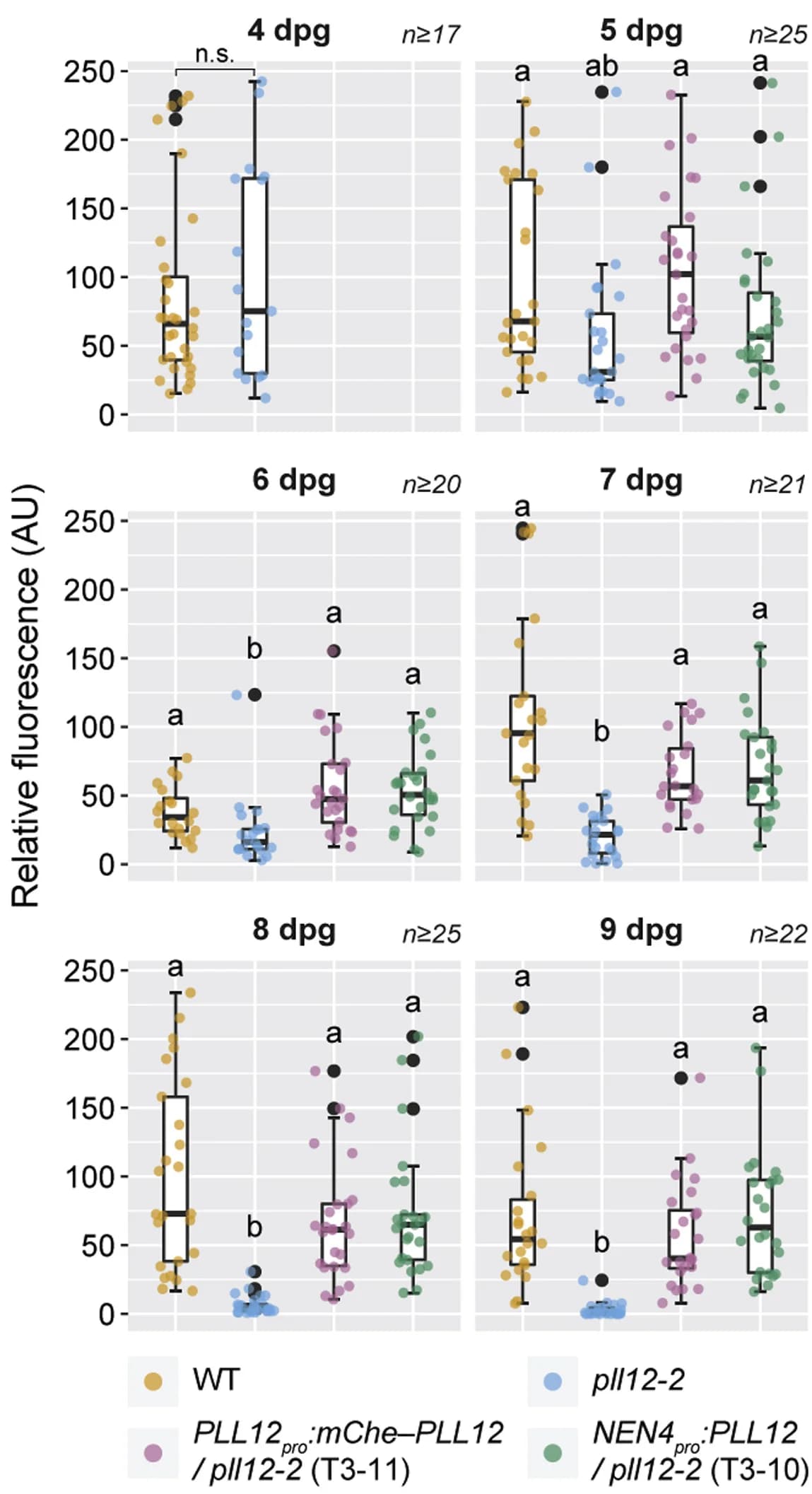 Open access visualization of Box Plot, Scatter Plot, Raincloud Plot, Fluorescence, Phloem Loading