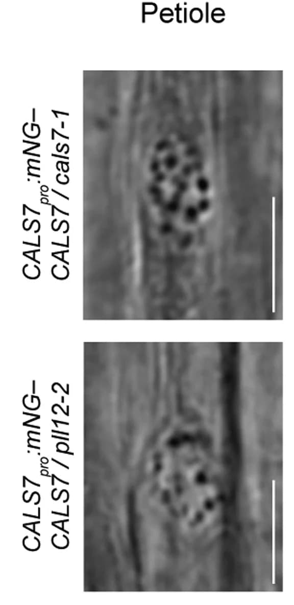 Open access visualization of Microscopy, Bright-Field Image, Sieve Plates, Leaf Vasculature, mNG-CALS7
