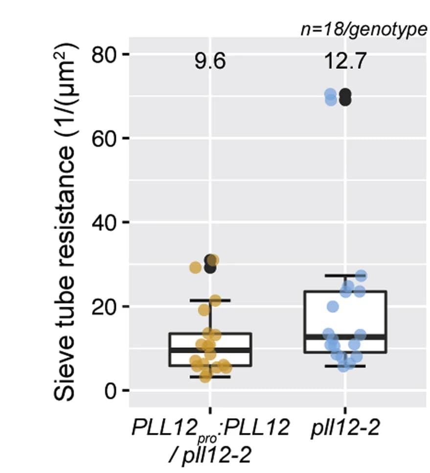 Open access visualization of Box Plot, Scatter Plot, Sieve Tube Hydraulic Resistance, Hypocotyl Sieve Plates, Genotype
