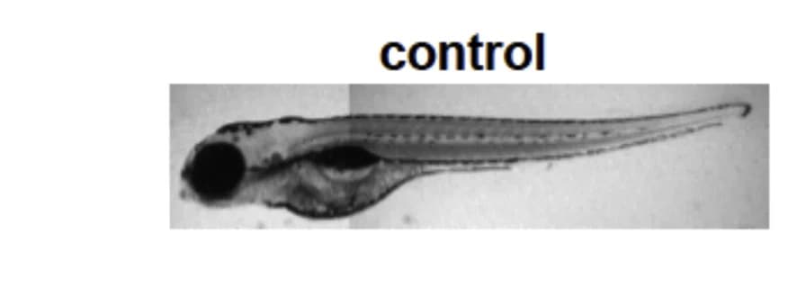 Open access visualization of Microscopy, Photo, Bright-field Image, PBS, Larva