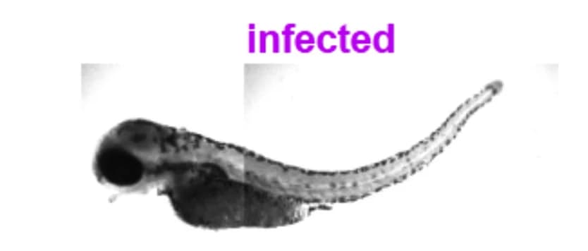 Open access visualization of Microscopy, Photo, Bright-field Image, Larva, S. pneumoniae