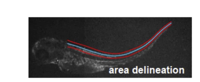 Open access visualization of Microscopy, Spinal Cord, Larva