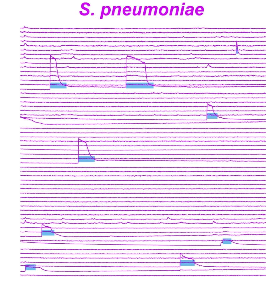 Open access visualization of Line Plot, CSF-cNs, Infected Larvae, Calcium Transients